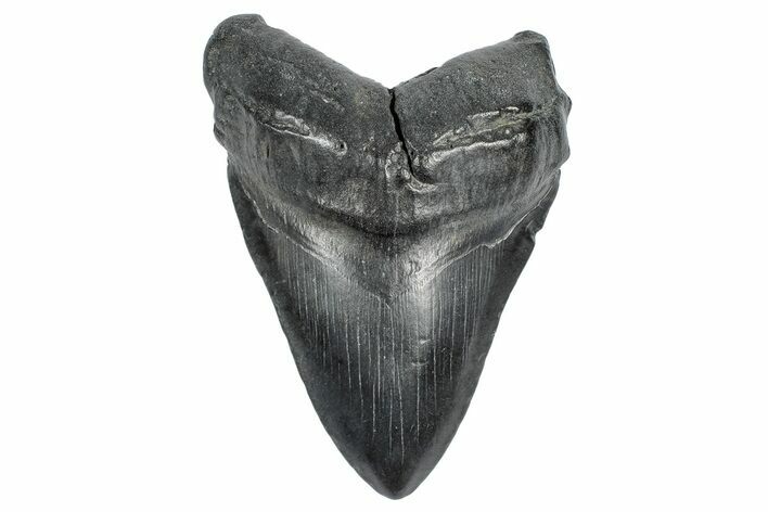 Fossil Megalodon Tooth - South Carolina #340133